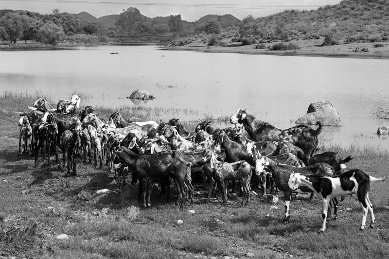 Goats grazing in Kaler village, district Alwar, Rajasthan - result of restoration of grazing lands following water conservation under Rajendra Singh's leadership